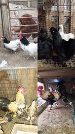 Galline