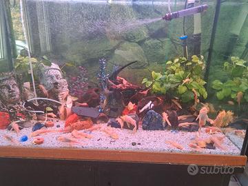 Acquario