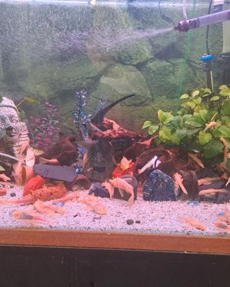 Acquario