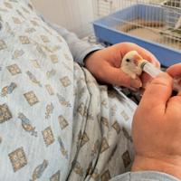 Pulli di inseparabile bellissi