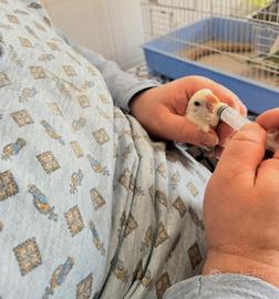 Pulli di inseparabile bellissi