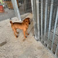 Cuccioli di Pinscher Tedesco