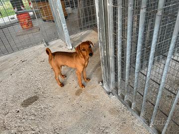 Cuccioli di Pinscher Tedesco