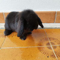 Coniglio nano ariete mini lop Total Black