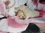Immagine 7