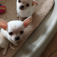 Chihuahua maschietti con pedigree