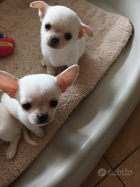 Chihuahua maschietti con pedigree