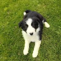 Cuccioli border collie con pedigree