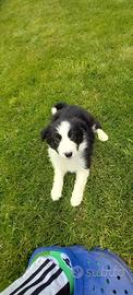Cuccioli border collie con pedigree