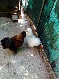 galli e galline ornamentali morosetta 