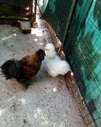 galli e galline ornamentali morosetta 
