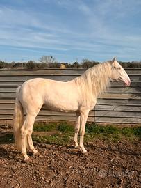 Cavallo Spagnolo
