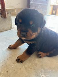 Cucciole di rottweiler