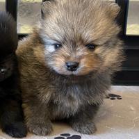 Volpino pomerania cucciolo maschio rosso Pedigree