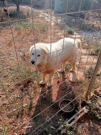 Pastore Abbruzzese per monta