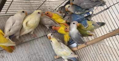 Pappagallini inseparabile Roseicollis