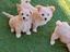 Immagine 4