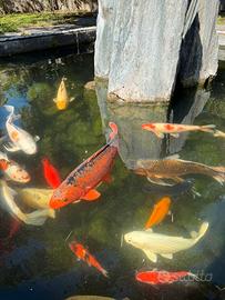 Carpe Koi grandi 40-60cm bellissime e sane