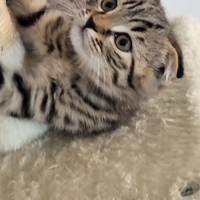 Cuccioli di Scottish Fold/Straight