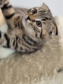 Cuccioli di Scottish Fold/Straight