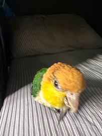 Caicco testa gialla +gabbia + zaino