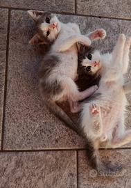 Gattini