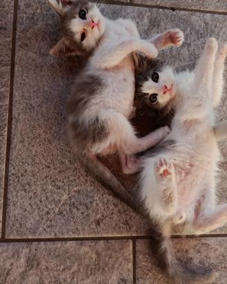 Gattini