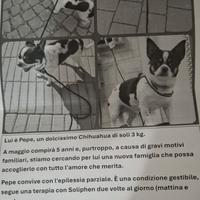 Pepe 5 anni chiuauaua