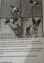 Pepe 5 anni chiuauaua