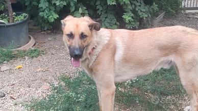 Lupo incrocio,sano , un anno, microchippato