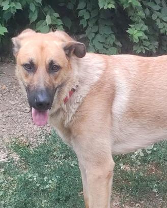 Lupo incrocio,sano , un anno, microchippato