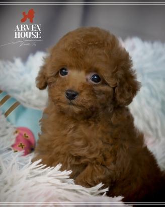 Barboncino mini e toy