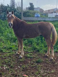 Castrone super domato