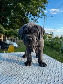 Mastino napoletano pedigree