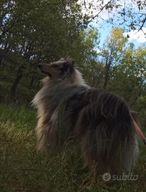 Pastore scozzese monta