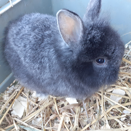 Coniglio coniglietti nani