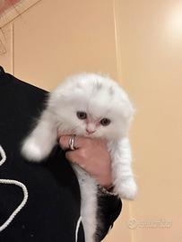 Gattino scottish fold prezzo trattabile