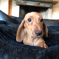 Cuccioli di bassotto crema