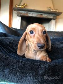 Cuccioli di bassotto crema