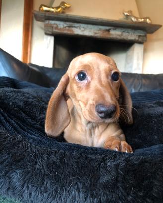 Cuccioli di bassotto crema