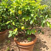 PIANTE DI LIMONI IN VASO