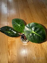 Alocasia Pink Dragon n.2