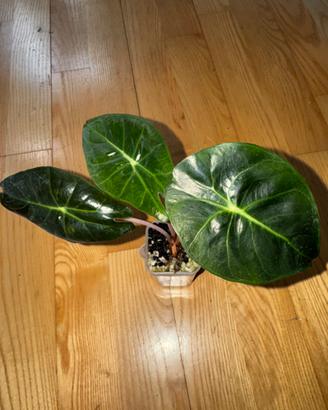Alocasia Pink Dragon n.2