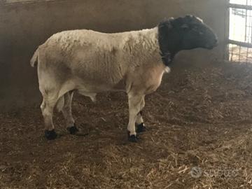 Montone dorper