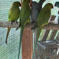 Parrocchetti dal collare sessati verdi pappagalli