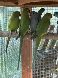 Parrocchetti dal collare sessati verdi pappagalli