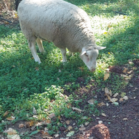 Agnelli pecore berrichon du cher