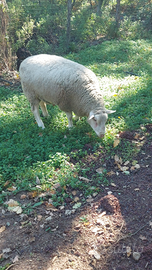 Agnelli pecore berrichon du cher