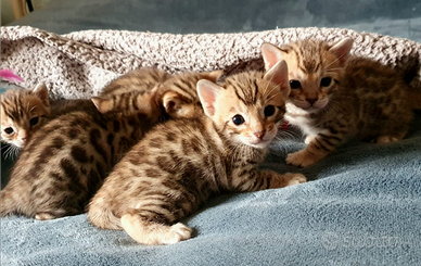 Bengala brown Gattini