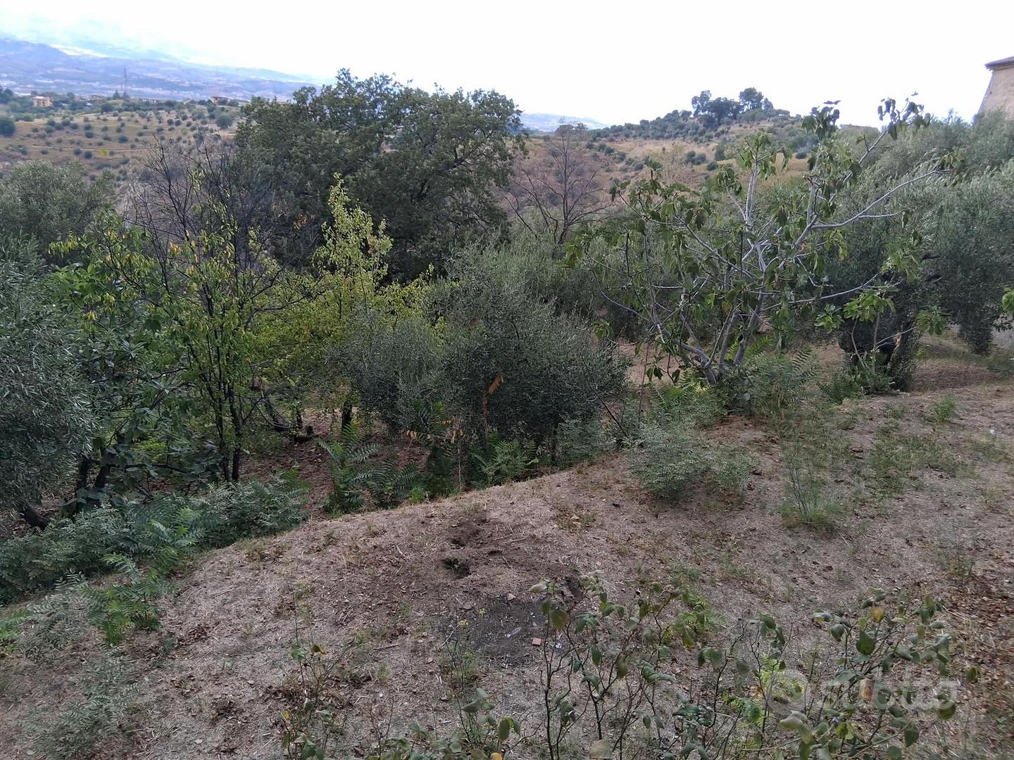 Terreno agricolo 1800 mq con 11 ulivi secolari - Vista 2